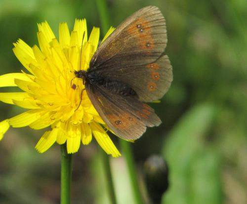 Réf. 195 404 : Erebia euryale